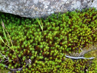 green moss