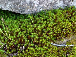 Schilderijen op glas green moss © Kolett