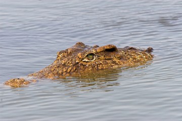 crocodile close up