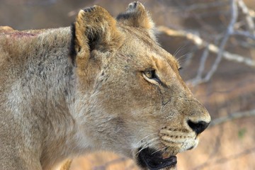 Fototapeta na wymiar lioness close up