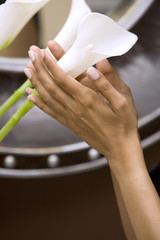 hands holding lilie © Zdenka Darula