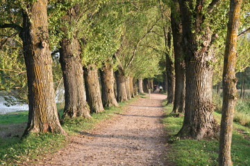 alley