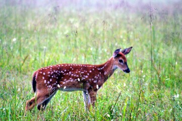 fawn
