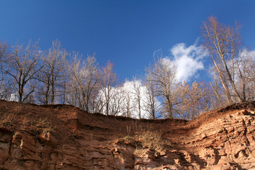 trees on precipice
