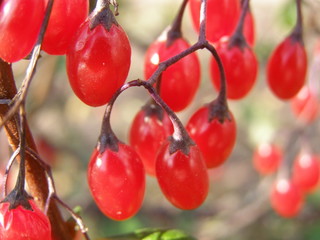 red berry