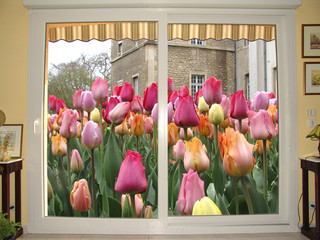 tulipes