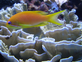 oceanic fish