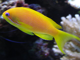 yellow fish