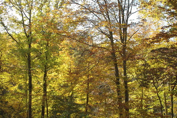 fall trees on the appalachian trail