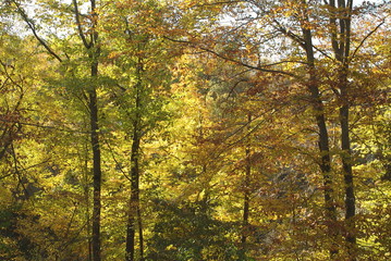 Fototapeta na wymiar fall peak foliage season in the woods