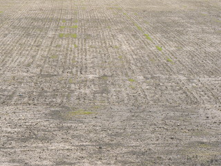 Obraz premium new growth