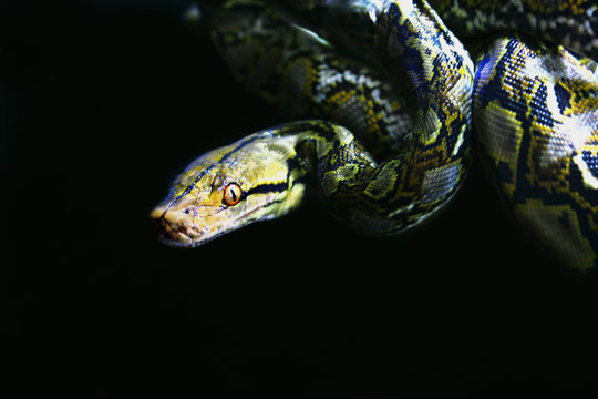 reticulated python