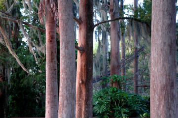 cypress trees