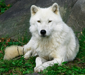 loup arctique 2
