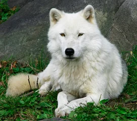 Plaid mouton avec motif Loup loup arctique 2