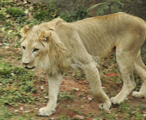 lion4