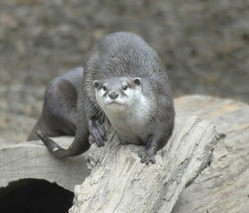 otters3