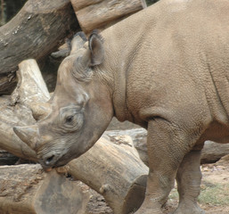 Fototapeta premium rhino1