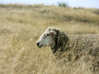 sheep
