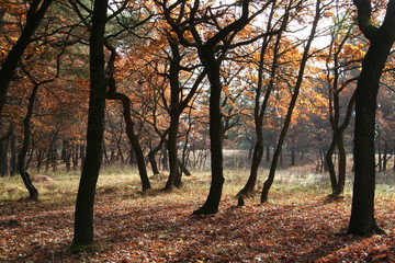 autumn forest