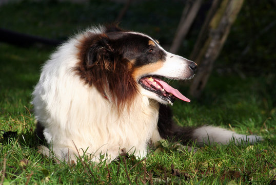 bordehr-collie au&szlig;er atem