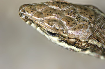 tete de lezard