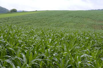 Obraz premium corn field