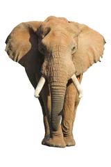 Foto op Canvas olifant geïsoleerd © Chris Fourie
