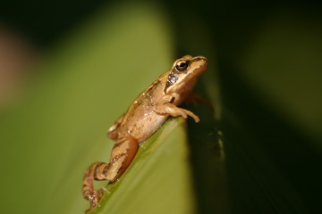 frog