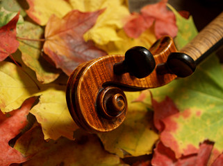 all maple !  violin scroll & neck on autumn leaves