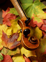 maple violin scroll and neck on autumn leaves