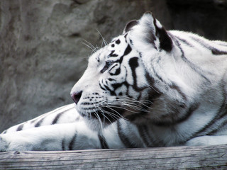Naklejka premium big cat tiger
