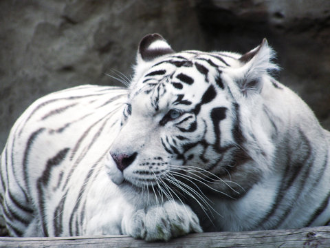 big cat