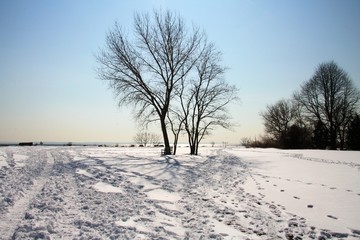 winter tree