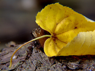 herbst- blatt