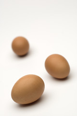 egg