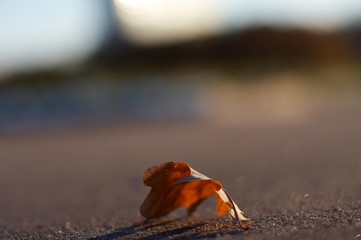 dry oak leaf