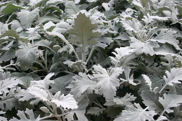 white plants