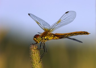dragonfly