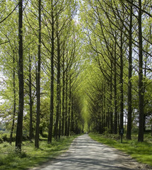 Obraz premium avenue of poplar trees