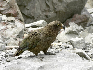 kea