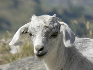 small goat