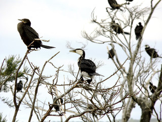 shags nesting