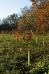 trees planted for conservation