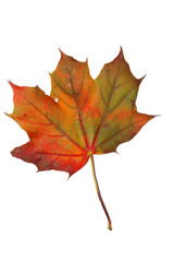 autumn maple leaf