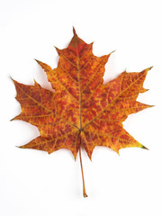 orange maple leaf