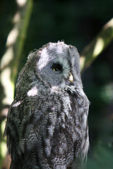 great grey owl