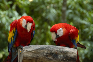 a pair of macaws