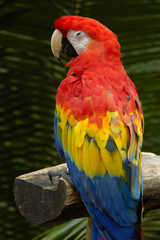 solitary macaw
