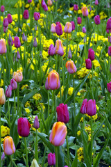 tulip arrangements